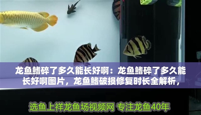 龍魚鰭碎了多久能長好啊：龍魚鰭碎了多久能長好啊圖片，龍魚鰭破損修復(fù)時長全解析，