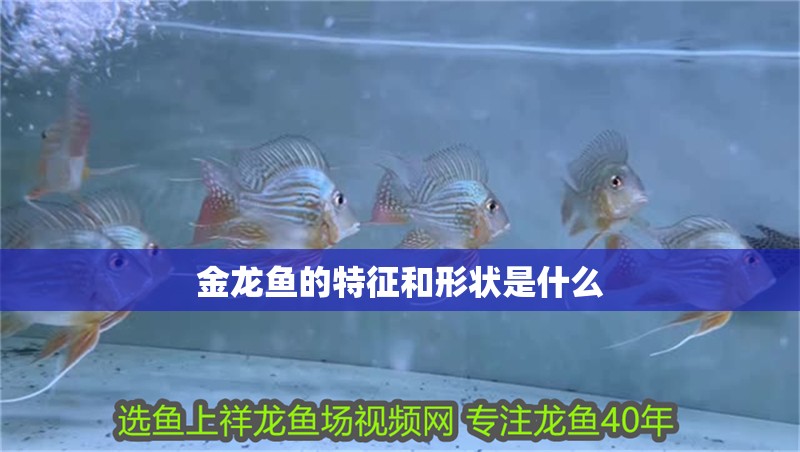 金龍魚的特征和形狀是什么