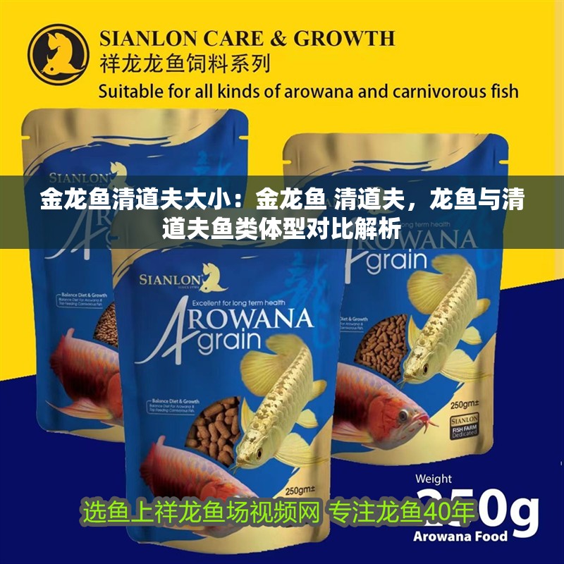 金龍魚清道夫大?。航瘕堲~ 清道夫，龍魚與清道夫魚類體型對比解析