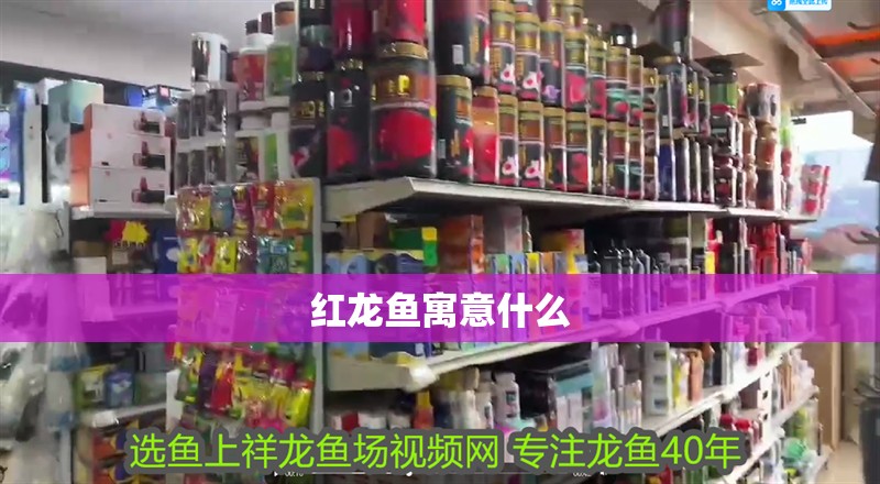 紅龍魚寓意什么 紅龍魚寓意什么 龍魚百科 第2張