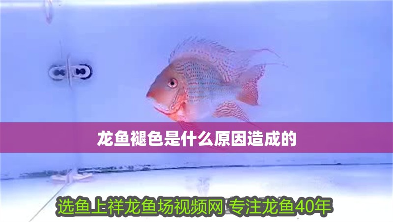 龍魚褪色是什么原因造成的
