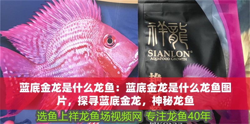 藍底金龍是什么龍魚：藍底金龍是什么龍魚圖片，探尋藍底金龍，神秘龍魚