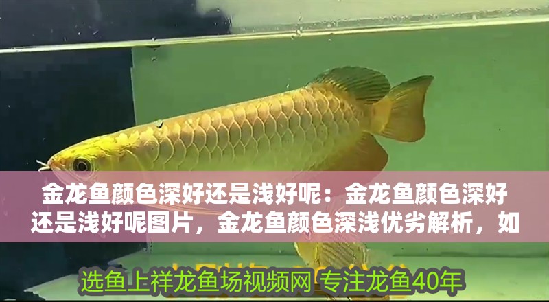 金龍魚顏色深好還是淺好呢：金龍魚顏色深好還是淺好呢圖片，金龍魚顏色深淺優(yōu)劣解析，如何判斷哪種更美觀？