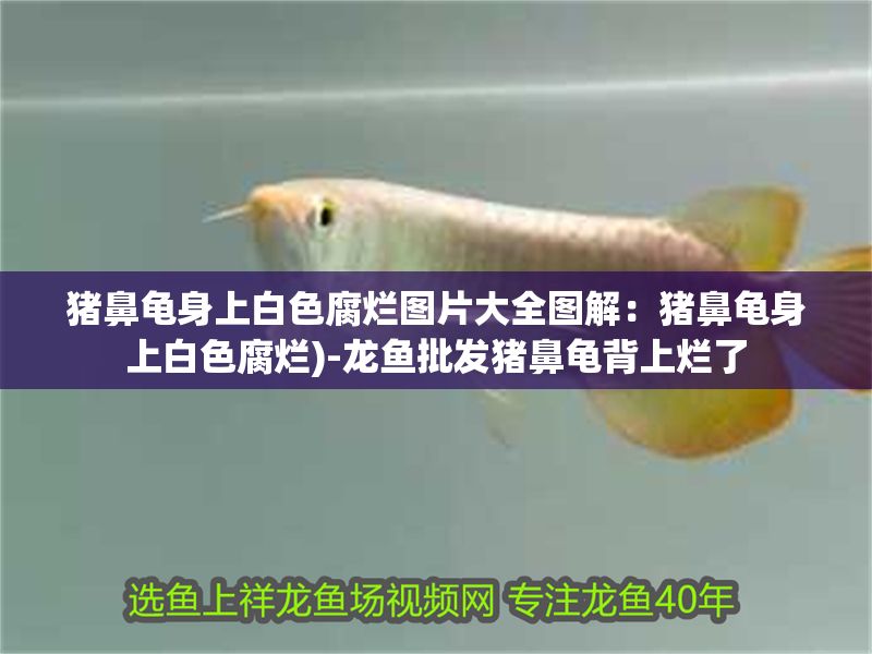 豬鼻龜身上白色腐爛圖片大全圖解:豬鼻龜身上白色腐爛)-龍魚批發(fā)豬鼻龜背上爛了 豬鼻龜百科 第1張 豬鼻龜身上白色腐爛圖片大全圖解:豬鼻龜身上白色腐爛)-龍魚批發(fā)豬鼻龜背上爛了 豬鼻龜身上白色腐爛圖片大全圖解:豬鼻龜身上白色腐爛)-龍魚批發(fā)豬鼻龜背上爛了 豬鼻龜百科 第1張
