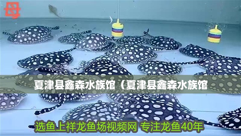 夏津縣鑫森水族館（夏津縣鑫森水族館