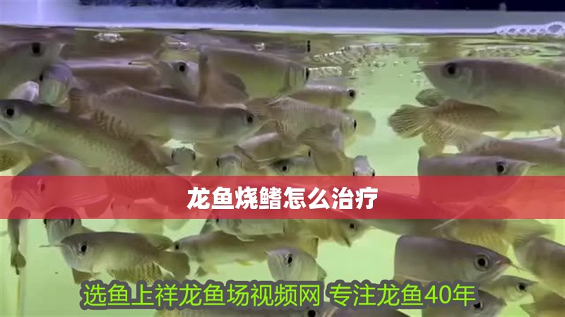 龍魚(yú)燒鰭怎么治療