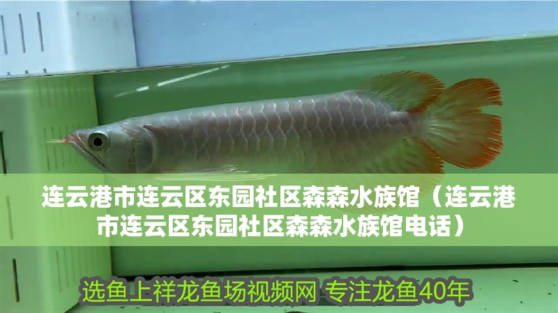 連云港市連云區(qū)東園社區(qū)森森水族館（連云港市連云區(qū)東園社區(qū)森森水族館電話） 連云港市連云區(qū)東園社區(qū)森森水族館（連云港市連云區(qū)東園社區(qū)森森水族館電話） 全國水族館企業(yè)名錄 第2張