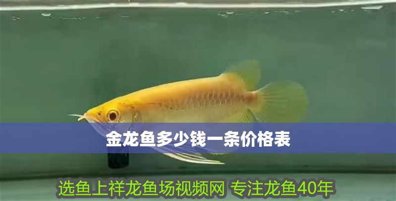金龍魚多少錢一條價格表 金龍魚多少錢一條價格表 龍魚百科 第2張