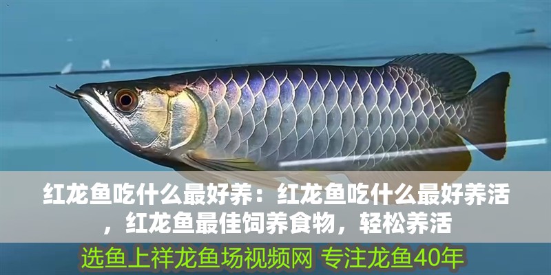 紅龍魚吃什么最好養：紅龍魚吃什么最好養活，紅龍魚最佳飼養食物，輕松養活 紅龍魚吃什么最好養：紅龍魚吃什么最好養活，紅龍魚最佳飼養食物，輕松養活 水族問答