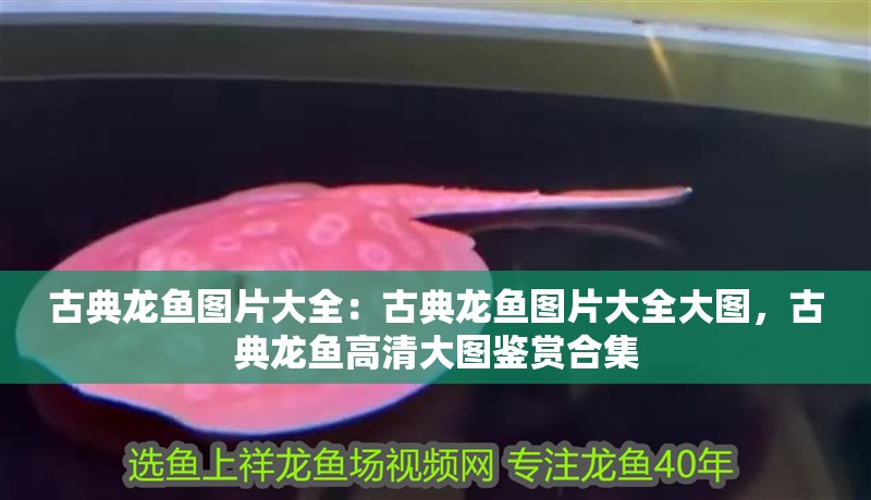 古典龍魚圖片大全：古典龍魚圖片大全大圖，古典龍魚高清大圖鑒賞合集