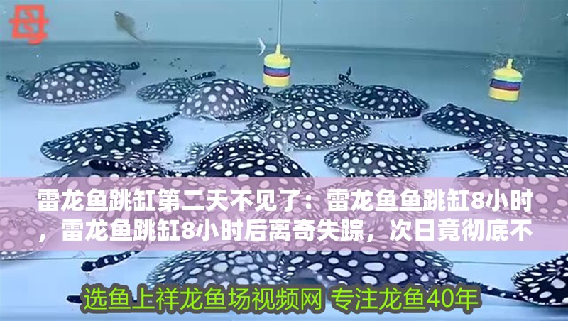 雷龍魚跳缸第二天不見了：雷龍魚魚跳缸8小時，雷龍魚跳缸8小時后離奇失蹤，次日竟徹底不見
