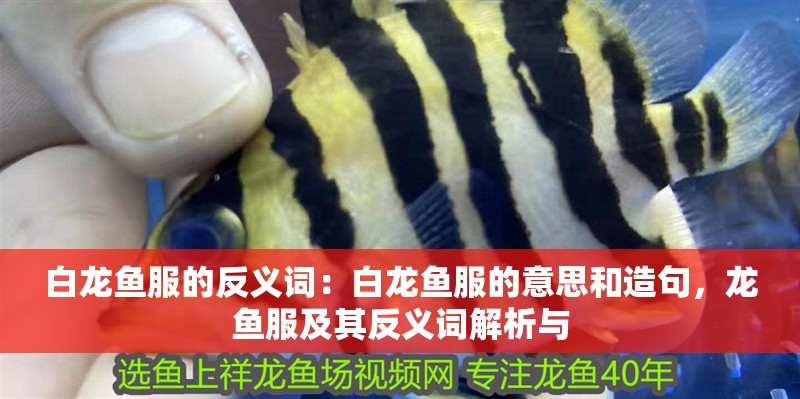 白龍魚服的反義詞：白龍魚服的意思和造句，龍魚服及其反義詞解析與