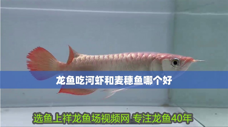 龍魚吃河蝦和麥穗魚哪個(gè)好