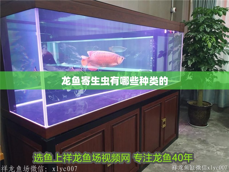 龍魚寄生蟲有哪些種類的 龍魚寄生蟲有哪些種類的 龍魚百科