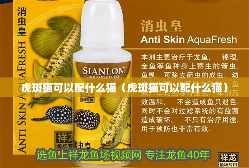 給大魚缸換水的作文:體驗給大魚缸換水的樂趣:體驗給大魚缸換水:給大魚缸換水的作文 虎斑貓可以配什么貓(虎斑貓可以配什么貓) 虎魚百科 虎斑貓可以配什么貓(虎斑貓可以配什么貓) 虎斑貓可以配什么貓(虎斑貓可以配什么貓) 虎魚百科