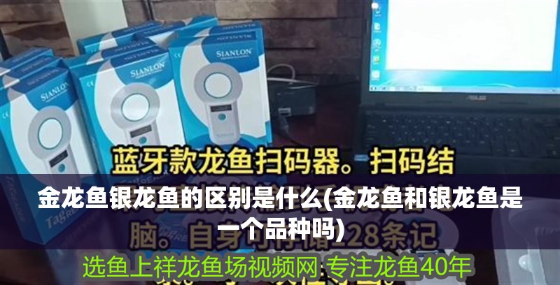 金龍魚(yú)銀龍魚(yú)的區(qū)別是什么(金龍魚(yú)和銀龍魚(yú)是一個(gè)品種嗎) 金龍魚(yú)銀龍魚(yú)的區(qū)別是什么(金龍魚(yú)和銀龍魚(yú)是一個(gè)品種嗎) 銀龍魚(yú)百科