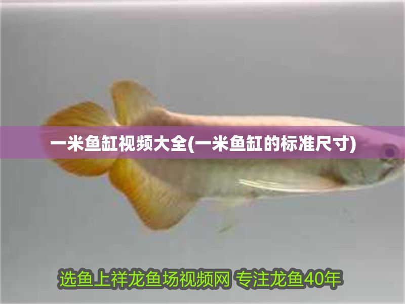 一米魚(yú)缸視頻大全(一米魚(yú)缸的標(biāo)準(zhǔn)尺寸) 一米魚(yú)缸視頻大全(一米魚(yú)缸的標(biāo)準(zhǔn)尺寸) 錦鯉魚(yú)百科 第1張