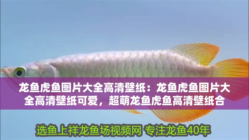 龍魚虎魚圖片大全高清壁紙：龍魚虎魚圖片大全高清壁紙可愛，超萌龍魚虎魚高清壁紙合