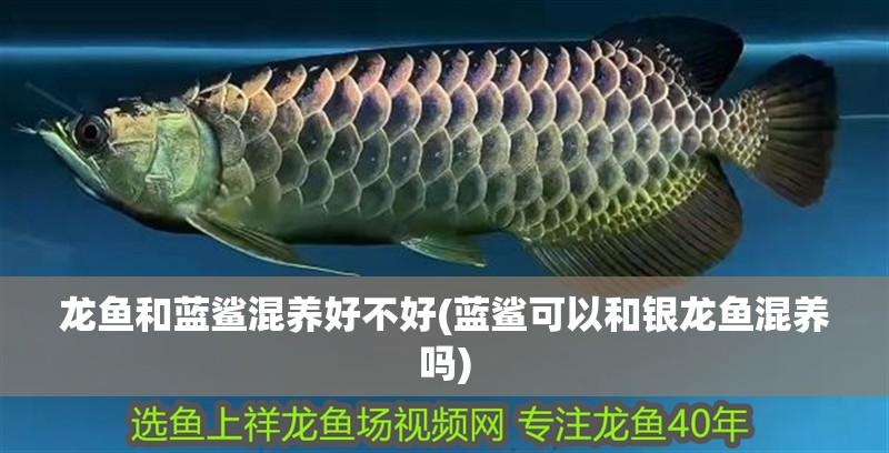龍魚和藍鯊混養好不好(藍鯊可以和銀龍魚混養嗎)