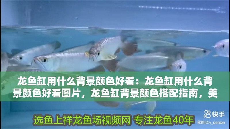 龍魚缸用什么背景顏色好看：龍魚缸用什么背景顏色好看圖片，龍魚缸背景顏色搭配指南，美觀與