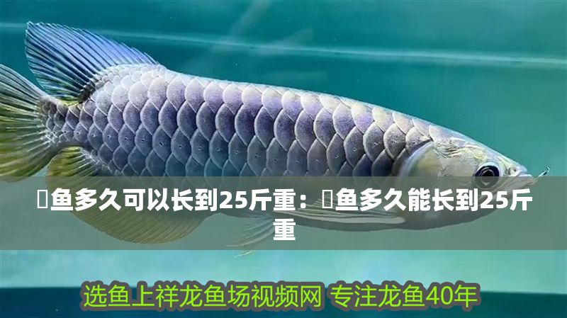魟魚多久可以長到25斤重：魟魚多久能長到25斤重