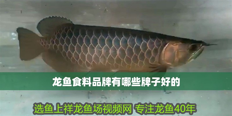 龍魚食料品牌有哪些牌子好的