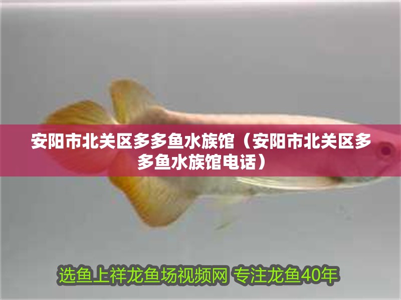 安陽市北關區多多魚水族館(安陽市北關區多多魚水族館電話) 全國水族館企業名錄 第2張 安陽市北關區多多魚水族館(安陽市北關區多多魚水族館電話) 安陽市北關區多多魚水族館(安陽市北關區多多魚水族館電話) 全國水族館企業名錄 第2張
