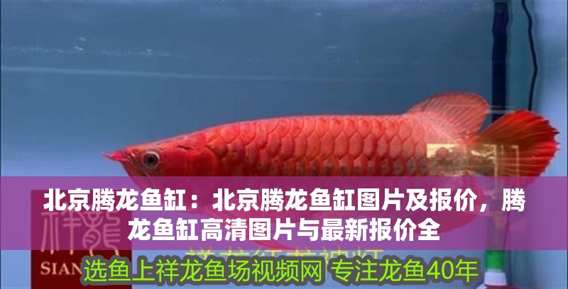 北京騰龍魚缸：北京騰龍魚缸圖片及報(bào)價(jià)，騰龍魚缸高清圖片與最新報(bào)價(jià)全 北京騰龍魚缸：北京騰龍魚缸圖片及報(bào)價(jià)，騰龍魚缸高清圖片與最新報(bào)價(jià)全 水族問答