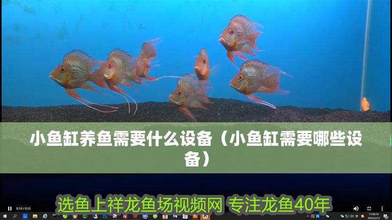 小魚缸養魚需要什么設備（小魚缸需要哪些設備）