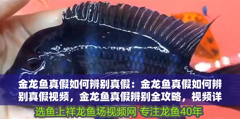 金龍魚真假如何辨別真假：金龍魚真假如何辨別真假視頻，金龍魚真假辨別全攻略，視頻詳解辨真偽技巧
