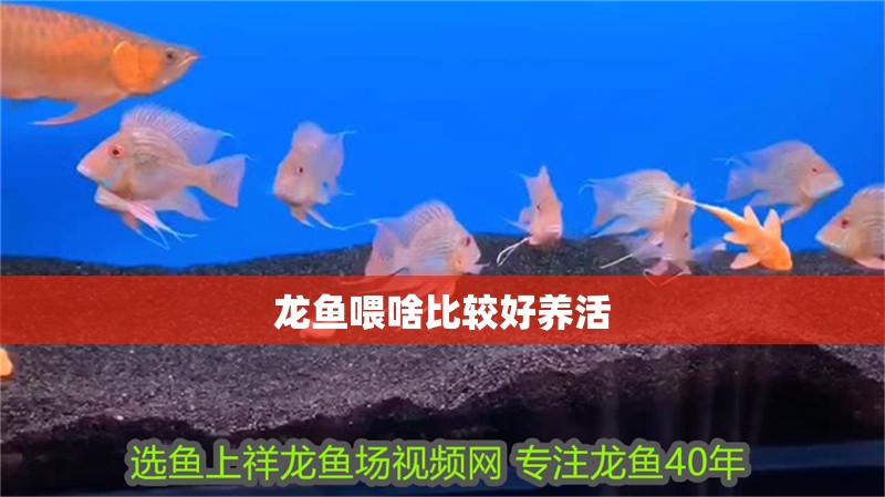 龍魚喂啥比較好養活