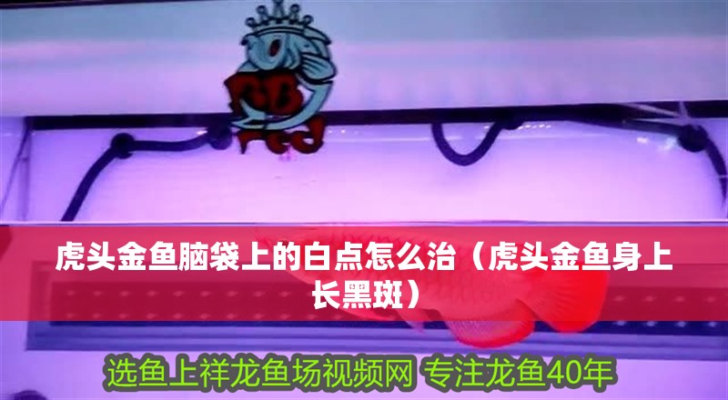 虎頭金魚腦袋上的白點怎么治（虎頭金魚身上長黑斑）