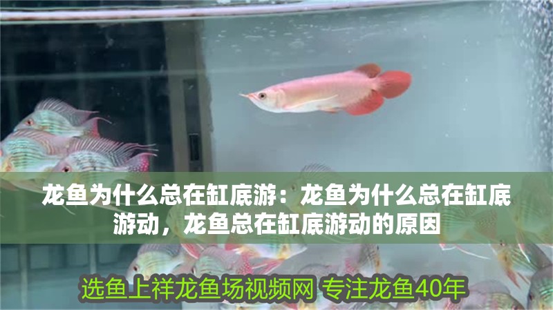 龍魚為什么總在缸底游：龍魚為什么總在缸底游動，龍魚總在缸底游動的原因