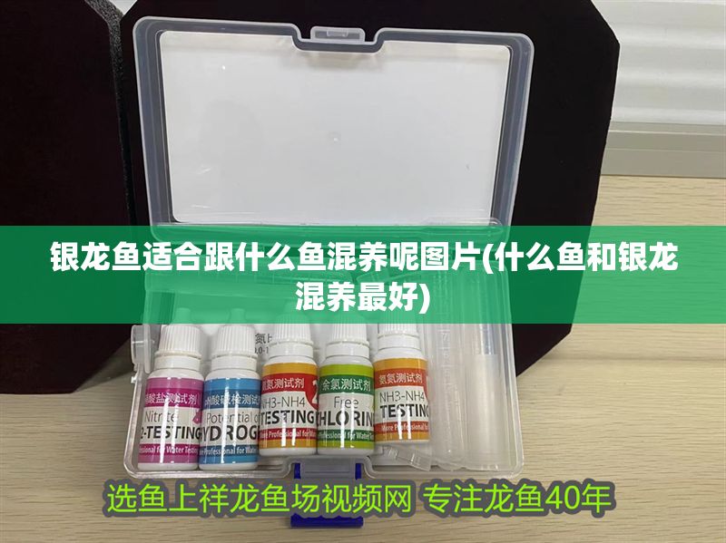 銀龍魚適合跟什么魚混養呢圖片(什么魚和銀龍混養最好) 銀龍魚適合跟什么魚混養呢圖片(什么魚和銀龍混養最好) 銀龍魚百科 第1張