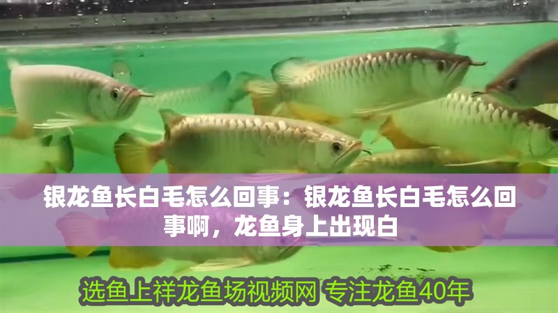 銀龍魚長白毛怎么回事：銀龍魚長白毛怎么回事啊，龍魚身上出現(xiàn)白