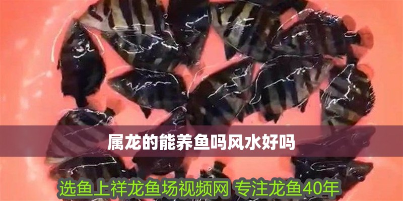 屬龍的能養(yǎng)魚嗎風水好嗎 龍魚百科 第2張 屬龍的能養(yǎng)魚嗎風水好嗎 屬龍的能養(yǎng)魚嗎風水好嗎 龍魚百科 第2張