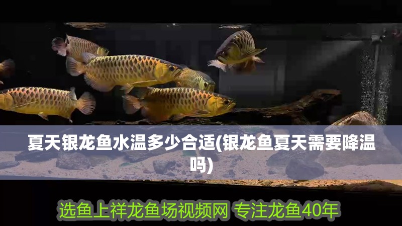 夏天銀龍魚水溫多少合適(銀龍魚夏天需要降溫嗎)