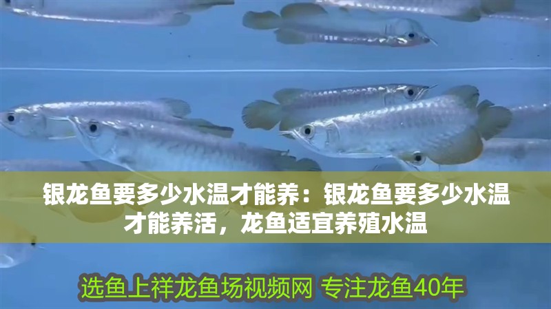 銀龍魚要多少水溫才能養:銀龍魚要多少水溫才能養活,龍魚適宜養殖水溫 水族問答 銀龍魚要多少水溫才能養:銀龍魚要多少水溫才能養活,龍魚適宜養殖水溫 銀龍魚要多少水溫才能養:銀龍魚要多少水溫才能養活,龍魚適宜養殖水溫 水族問答