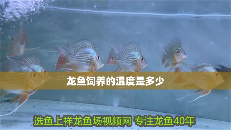 龍魚飼養的溫度是多少 龍魚百科 龍魚飼養的溫度是多少 龍魚飼養的溫度是多少 龍魚百科