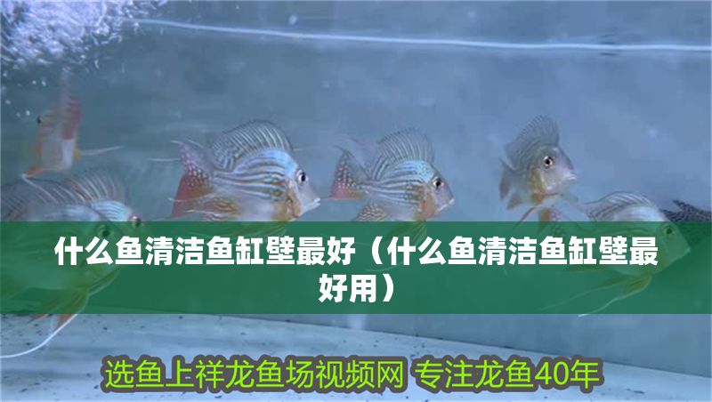 什么魚清潔魚缸壁最好（什么魚清潔魚缸壁最好用）