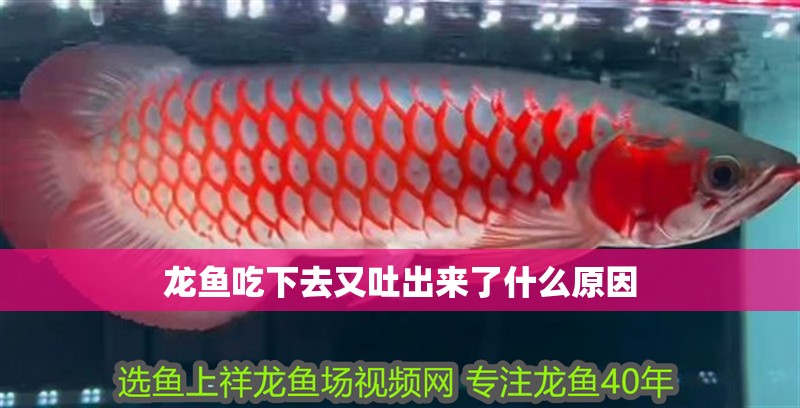龍魚吃下去又吐出來了什么原因