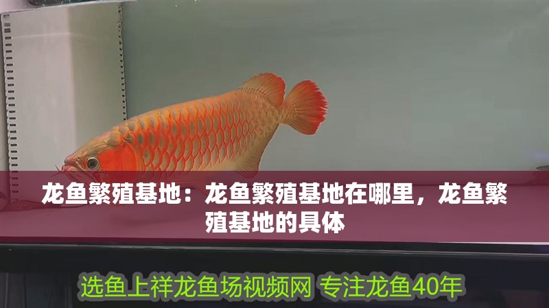 龍魚繁殖基地：龍魚繁殖基地在哪里，龍魚繁殖基地的具體