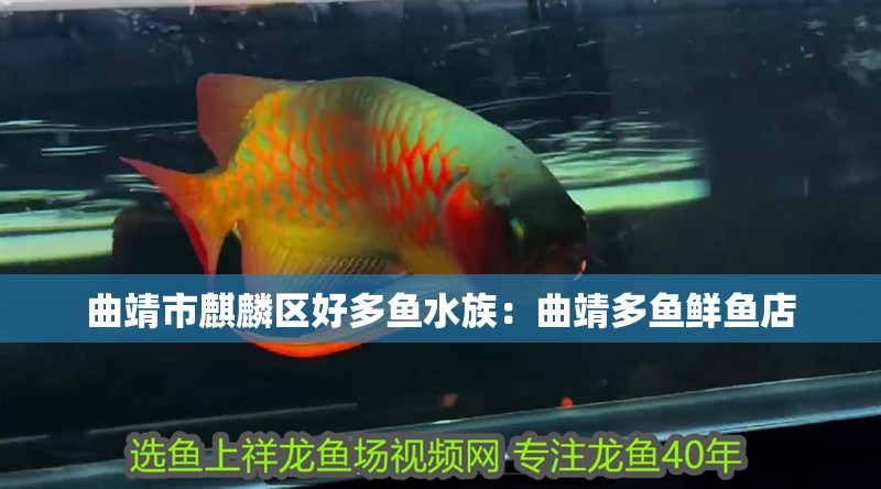 曲靖市麒麟區好多魚水族：曲靖多魚鮮魚店
