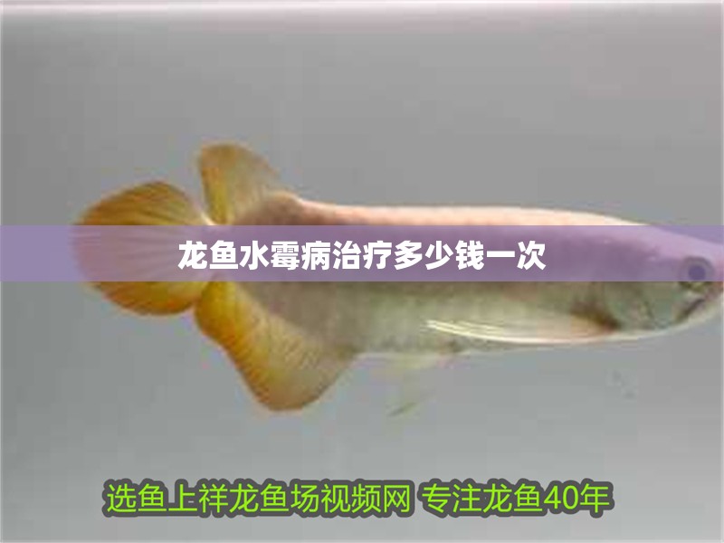龍魚(yú)水霉病治療多少錢(qián)一次