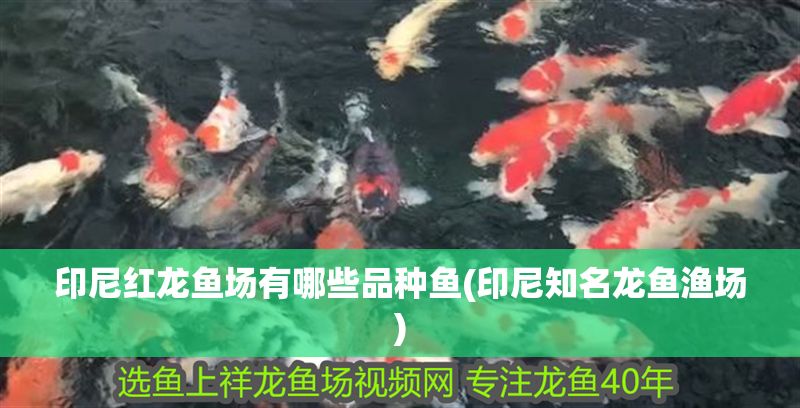 印尼紅龍魚場有哪些品種魚(印尼知名龍魚漁場)