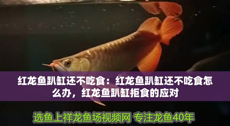 紅龍魚趴缸還不吃食：紅龍魚趴缸還不吃食怎么辦，紅龍魚趴缸拒食的應對