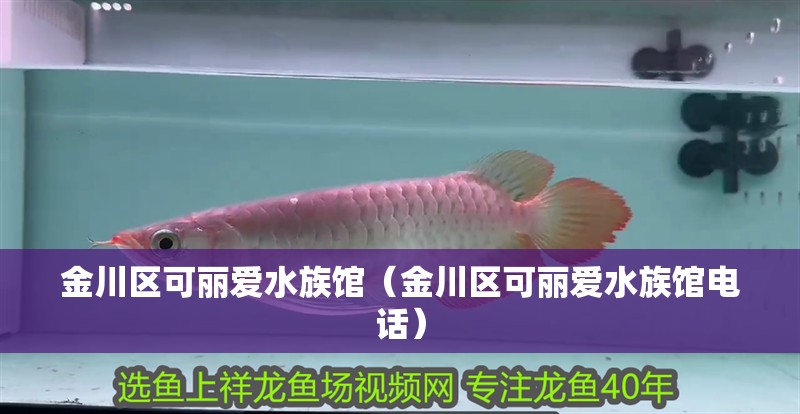 金川區可麗愛水族館（金川區可麗愛水族館電話）