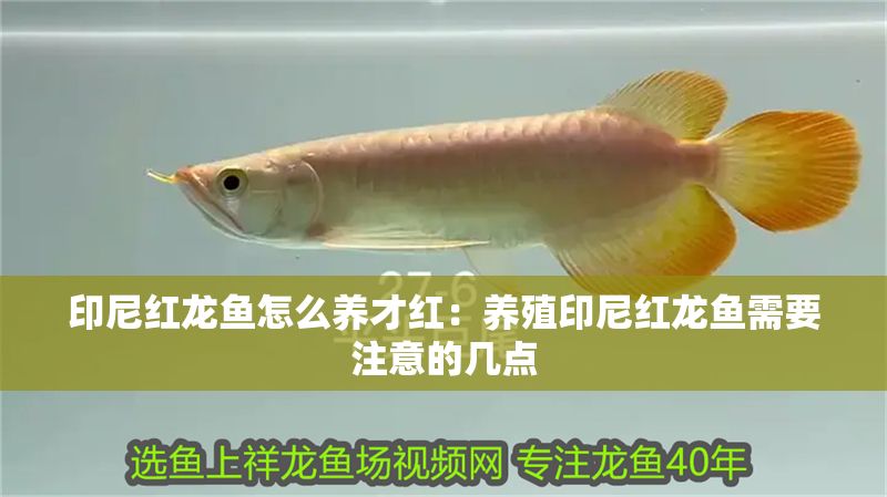 印尼紅龍魚怎么養才紅：養殖印尼紅龍魚需要注意的幾點 印尼紅龍魚怎么養才紅：養殖印尼紅龍魚需要注意的幾點 紅龍魚百科 第1張