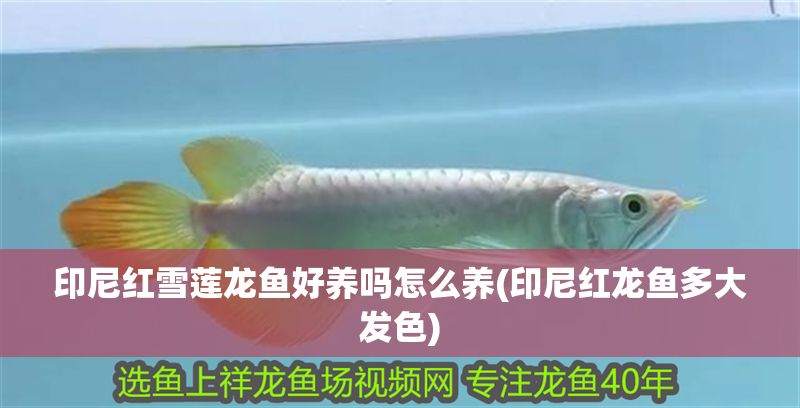 印尼紅雪蓮龍魚(yú)好養(yǎng)嗎怎么養(yǎng)(印尼紅龍魚(yú)多大發(fā)色)