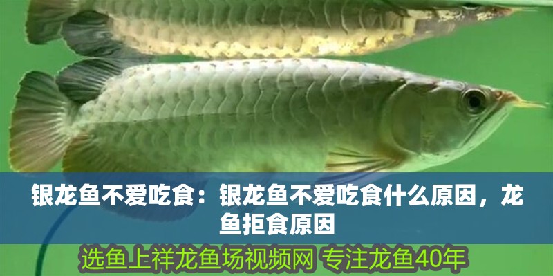 銀龍魚不愛吃食：銀龍魚不愛吃食什么原因，龍魚拒食原因